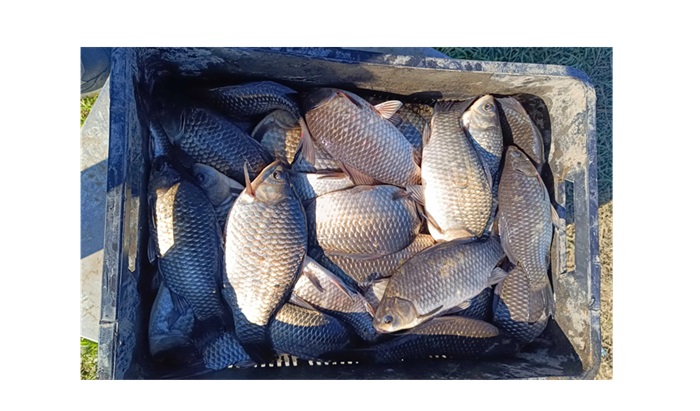 politistii din delta dunarii actiune fulger printre pescari dosare penale amenzi si peste confiscat iata cate infractiuni au fost constatate 68061db980d16