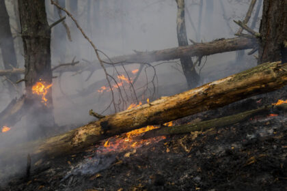 pompierii din arges incearca sa stinga un incendiu de padure extins pe aproape 30 000 mp vantul puternic ingreuneaza interventia 680233d836fc8