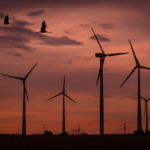 premiera seful unei companii de energie regenerabila condamnat la inchisoare pentru pasarile ucise de un parc eolian productia centralei a fost oprita pentru 4 luni 67ff2efc8e568
