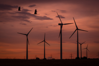 premiera seful unei companii de energie regenerabila condamnat la inchisoare pentru pasarile ucise de un parc eolian productia centralei a fost oprita pentru 4 luni 67ff2efc8e568