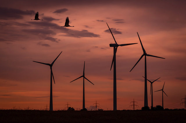 premiera seful unei companii de energie regenerabila condamnat la inchisoare pentru pasarile ucise de un parc eolian productia centralei a fost oprita pentru 4 luni 67ff2efc8e568