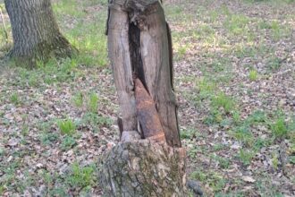 proiectil din al doilea razboi mondial gasit intr un copac iata cine a facut descoperirea 6806034fdb4e5