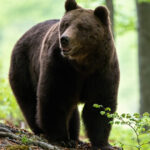 recensamantul ursilor din romania ce dezvaluie cel mai recent studiu al ministerului mediului 67f7ea9784e4d