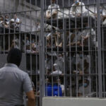 sua au expulzat in el salvador zece criminali din organizatii teroriste vor fi inchisi in mega inchisoarea cecot 67fc25699c07d
