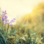 temperaturi usor mai ridicate decat cele normale pana dupa jumatatea lunii mai 680233e6af29b
