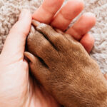 un animal de companie la fel de benefic pentru bunastarea noastra precum un sot sau o sotie arata un studiu 67fad1acc9333