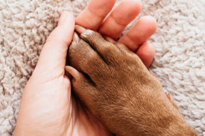 un animal de companie la fel de benefic pentru bunastarea noastra precum un sot sau o sotie arata un studiu 67fad1acc9333