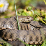 un barbat a fost muscat de vipera in zona voronetului a ajuns la sectia de terapie intensiva a scju suceava 6807b73aba088