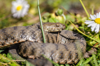 un barbat a fost muscat de vipera in zona voronetului a ajuns la sectia de terapie intensiva a scju suceava 6807b73aba088