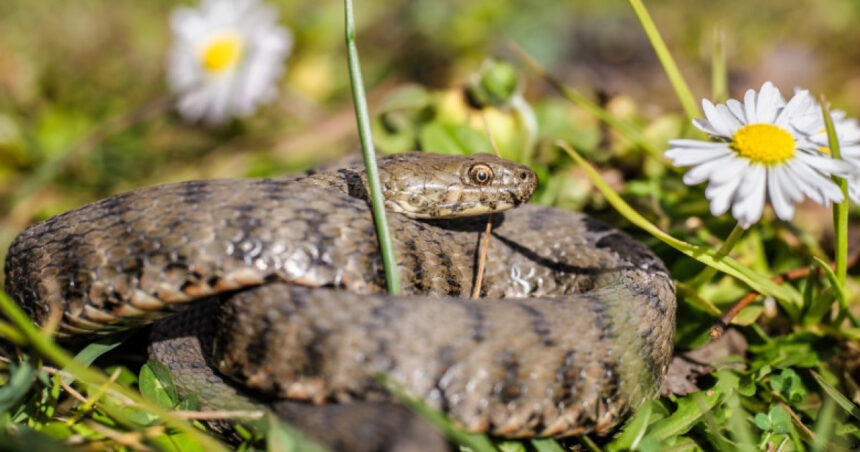 un barbat a fost muscat de vipera in zona voronetului a ajuns la sectia de terapie intensiva a scju suceava 6807b73aba088