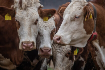 ungaria a detectat al cincilea focar de febra aftoasa si sacrifica tot mai multe bovine 680141b3f3cc7