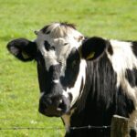 ungaria a detectat un nou focar de febra aftoasa si sacrifica tot mai multe bovine 6801e9ecb265a