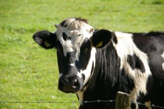 ungaria a detectat un nou focar de febra aftoasa si sacrifica tot mai multe bovine 6801e9ecb265a