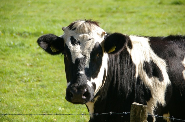 ungaria a detectat un nou focar de febra aftoasa si sacrifica tot mai multe bovine 6801e9ecb265a