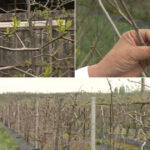 video arborii exotici care au castigat pariul cu vremea capricioasa din romania rezista mai bine la seceta si ger decat piersicii sau caisii 680b3dc84ec5a