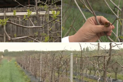video arborii exotici care au castigat pariul cu vremea capricioasa din romania rezista mai bine la seceta si ger decat piersicii sau caisii 680b3dc84ec5a