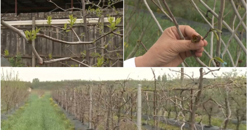 video arborii exotici care au castigat pariul cu vremea capricioasa din romania rezista mai bine la seceta si ger decat piersicii sau caisii 680b3dc84ec5a