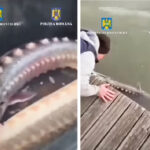 video braconieri de sturioni lasati fara prada barca si plase de politistii tulceni 67fb4e51eab87