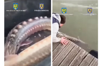 video braconieri de sturioni lasati fara prada barca si plase de politistii tulceni 67fb4e51eab87