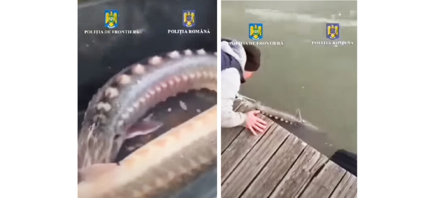video braconieri de sturioni lasati fara prada barca si plase de politistii tulceni 67fb4e51eab87
