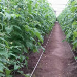 video guvernul ajuta agricultorii care cultiva legume in sere si solarii cu 350 milioane lei 67ee9b288a2f9