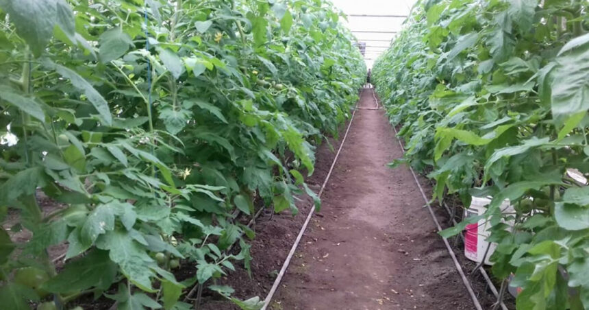 video guvernul ajuta agricultorii care cultiva legume in sere si solarii cu 350 milioane lei 67ee9b288a2f9
