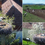 video judetul cu 400 de cuiburi de berze imagini spectaculoase din comuna in care aproape fiecare stalp e acasa pentru zeci de inaripate 680ce4ea177b5