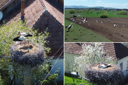 video judetul cu 400 de cuiburi de berze imagini spectaculoase din comuna in care aproape fiecare stalp e acasa pentru zeci de inaripate 680ce4ea177b5