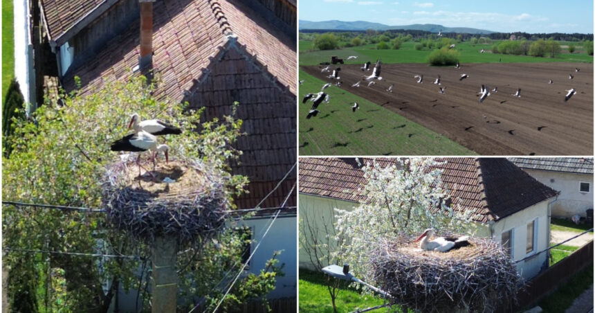 video judetul cu 400 de cuiburi de berze imagini spectaculoase din comuna in care aproape fiecare stalp e acasa pentru zeci de inaripate 680ce4ea177b5