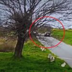 video momentul impactului de la accidentul rutier din lumina unde doua persoane au murit 67f7ab65659a8