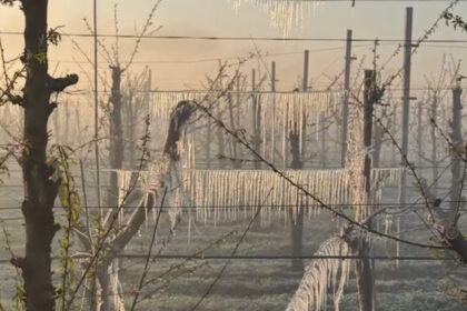 video preturile la cirese si la alte fructe vor exploda inghetul a distrus livezile din tara situatia este una dezastruoasa 68053f6e77ffb