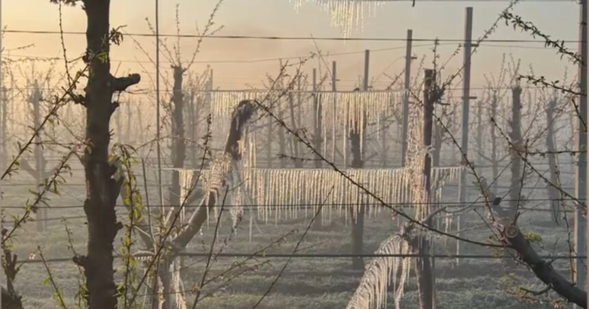 video preturile la cirese si la alte fructe vor exploda inghetul a distrus livezile din tara situatia este una dezastruoasa 68053f6e77ffb
