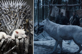 video primul proces de dez extinctie din lume lupii stravechi din seria game of thrones readusi la viata prin inginerie genetica 67f524421812e