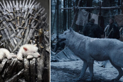 video primul proces de dez extinctie din lume lupii stravechi din seria game of thrones readusi la viata prin inginerie genetica 67f524421812e