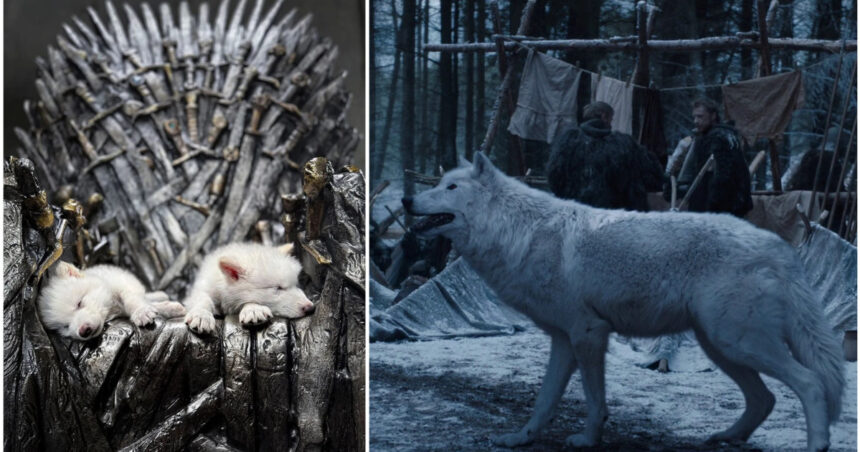 video primul proces de dez extinctie din lume lupii stravechi din seria game of thrones readusi la viata prin inginerie genetica 67f524421812e