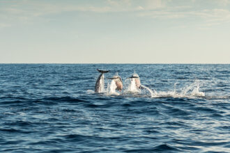 video spectacol cu delfini in zona farului de la mangalia 681230668c90e