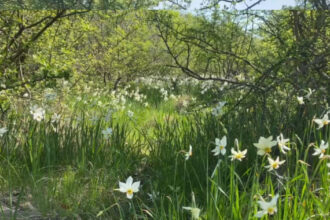 video spectacolul naturii la doar 5 kilometri de targu jiu poiana narciselor a inflorit ce risca cei care rup florile din aria protejata 680dadeccc280