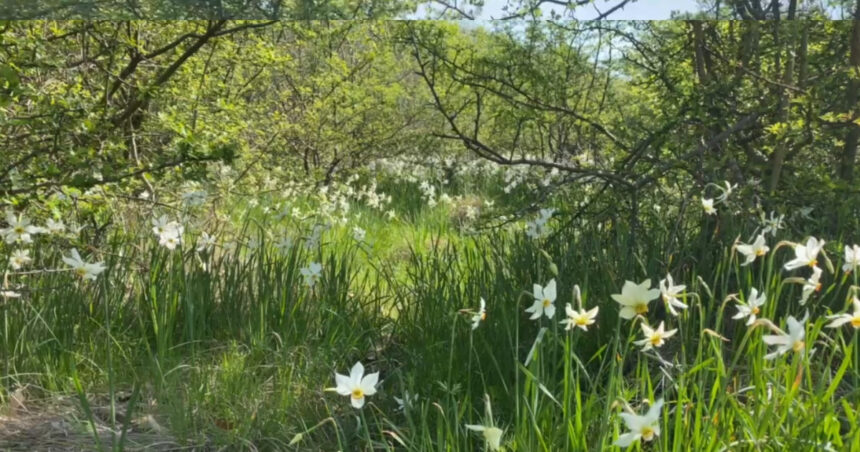 video spectacolul naturii la doar 5 kilometri de targu jiu poiana narciselor a inflorit ce risca cei care rup florile din aria protejata 680dadeccc280