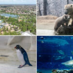 videofoto gradina zoo din ungaria in care traiesc 5 000 de animale mii de romani ii trec anual pragul e o senzatie incredibila 6809b93573841