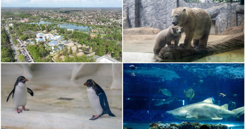 videofoto gradina zoo din ungaria in care traiesc 5 000 de animale mii de romani ii trec anual pragul e o senzatie incredibila 6809b93573841