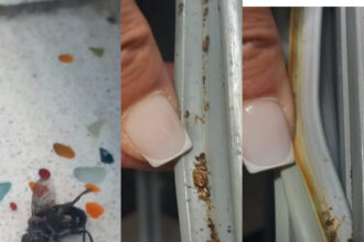 videofoto restaurantul the view a fost inchis temporar de cjpc au fost constate mai multe nereguli 680f167a2519f