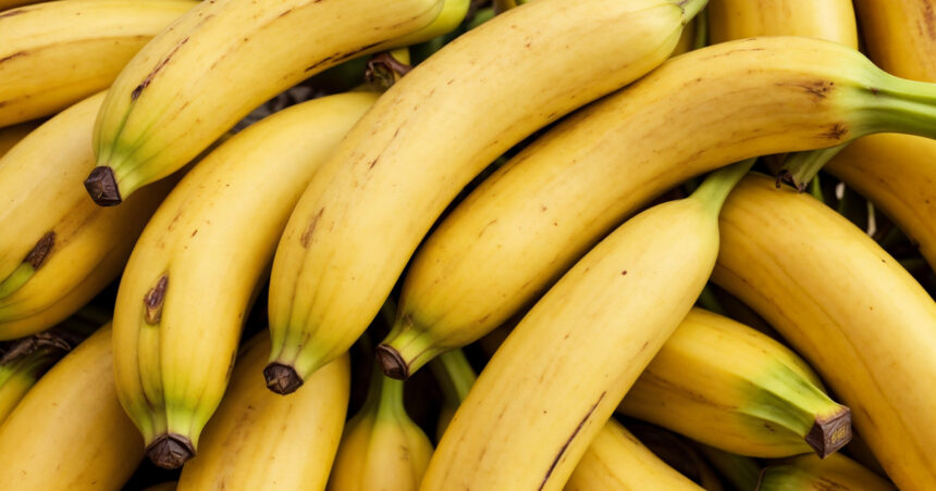 bananele in pericol ce anume le ameninta culturile 68220025cee65