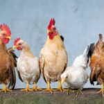 cel mai mare exportator mondial de carne de pasare nu mai poate exporta catre uniunea europeana din cauza gripei aviare 682b2e41e0835