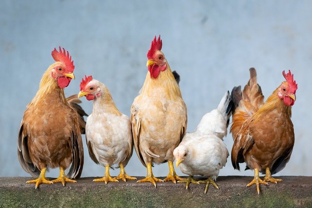cel mai mare exportator mondial de carne de pasare nu mai poate exporta catre uniunea europeana din cauza gripei aviare 682b2e41e0835