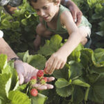 conceptul culege ti singur fructele ia amploare in romania ce reducere primesc clientii care merg direct in livezi sau pe plantatii 68241c1fed4a5