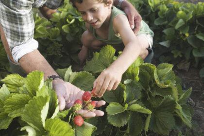 conceptul culege ti singur fructele ia amploare in romania ce reducere primesc clientii care merg direct in livezi sau pe plantatii 68241c1fed4a5