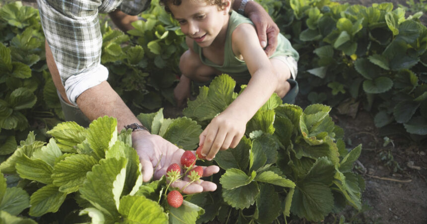 conceptul culege ti singur fructele ia amploare in romania ce reducere primesc clientii care merg direct in livezi sau pe plantatii 68241c1fed4a5