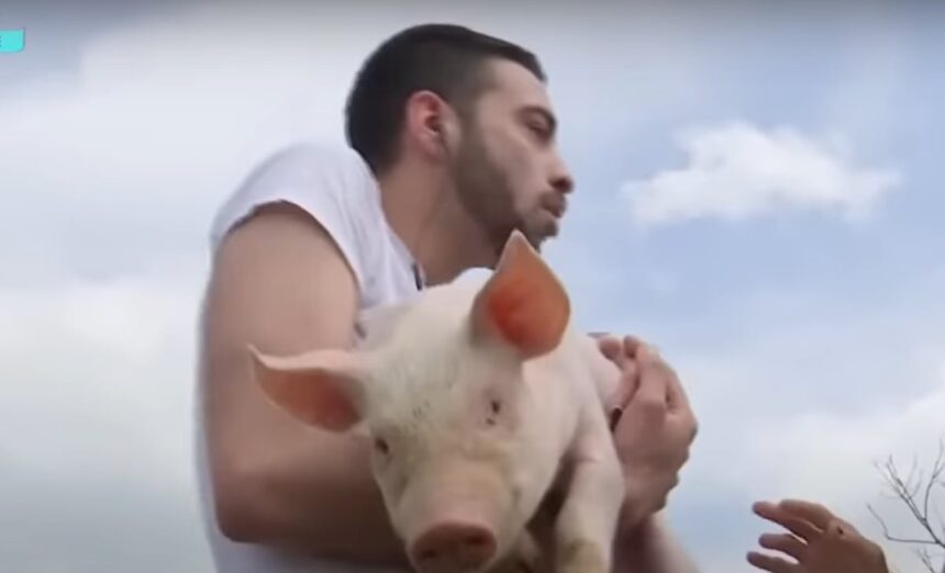 david puscas a dat probe de angajare la o ferma cand a vazut purceii a inceput sa urle am crezut ca ma musca de picioare 681b4d16e974b