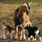 europa se confrunta cu cea mai grava epidemie de febra aftoasa de la inceputul secolului 6818b59bbefbc