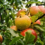 foto centru de colectare legume fructe pentru sprijinirea micilor producatori in timis marfa va fi preluata de supermarketuri 6818afb76a9cd